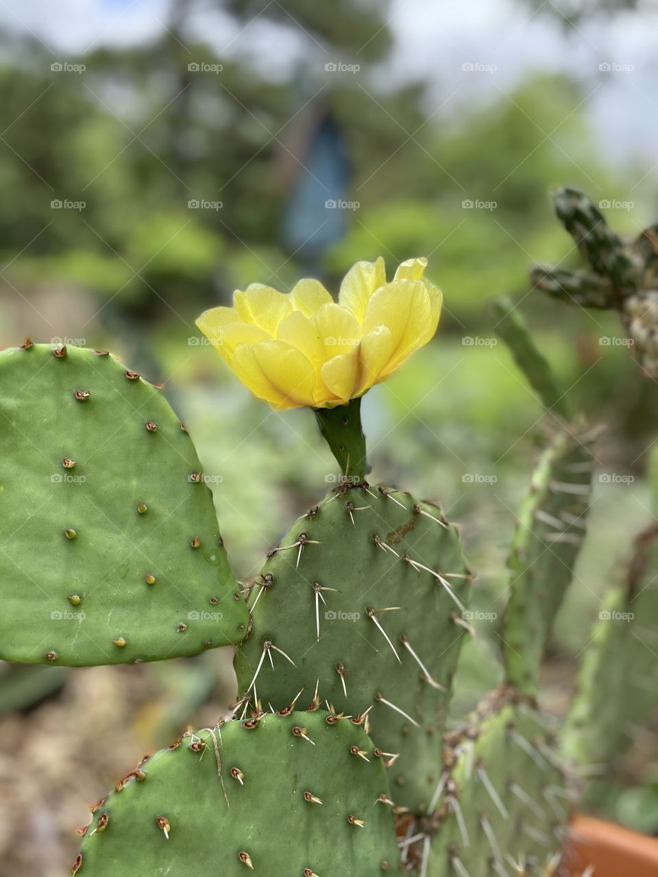 Cactus bloom 