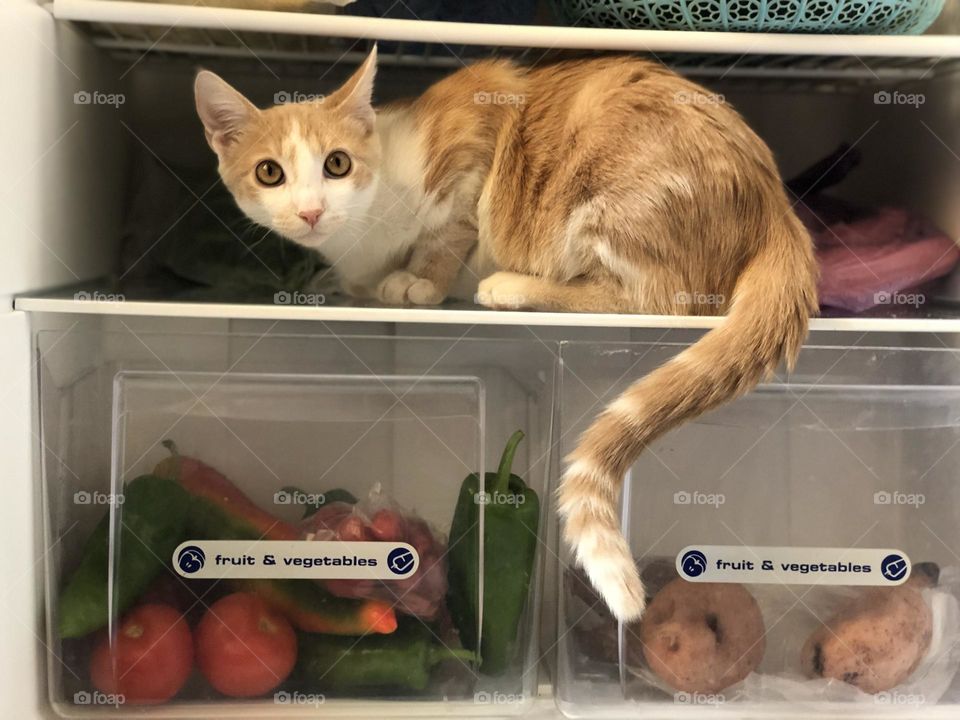 Beautiful and cute cat in the fridge looking at camera.