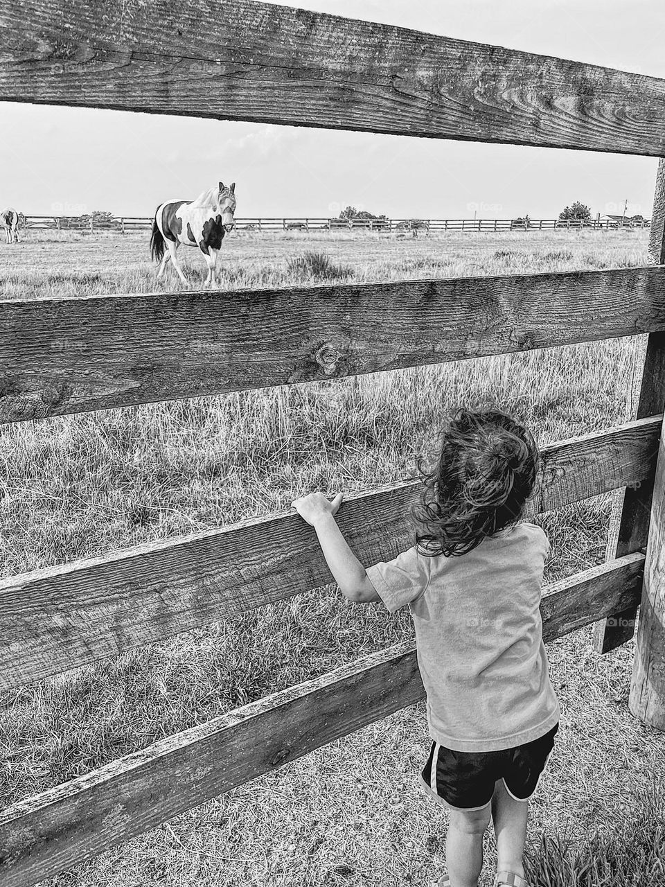 Little girl looks at horse in field, curious toddler approaches horse, toddler watches horse, horse notices little girl, black and white image, farm images, toddlers on farms 