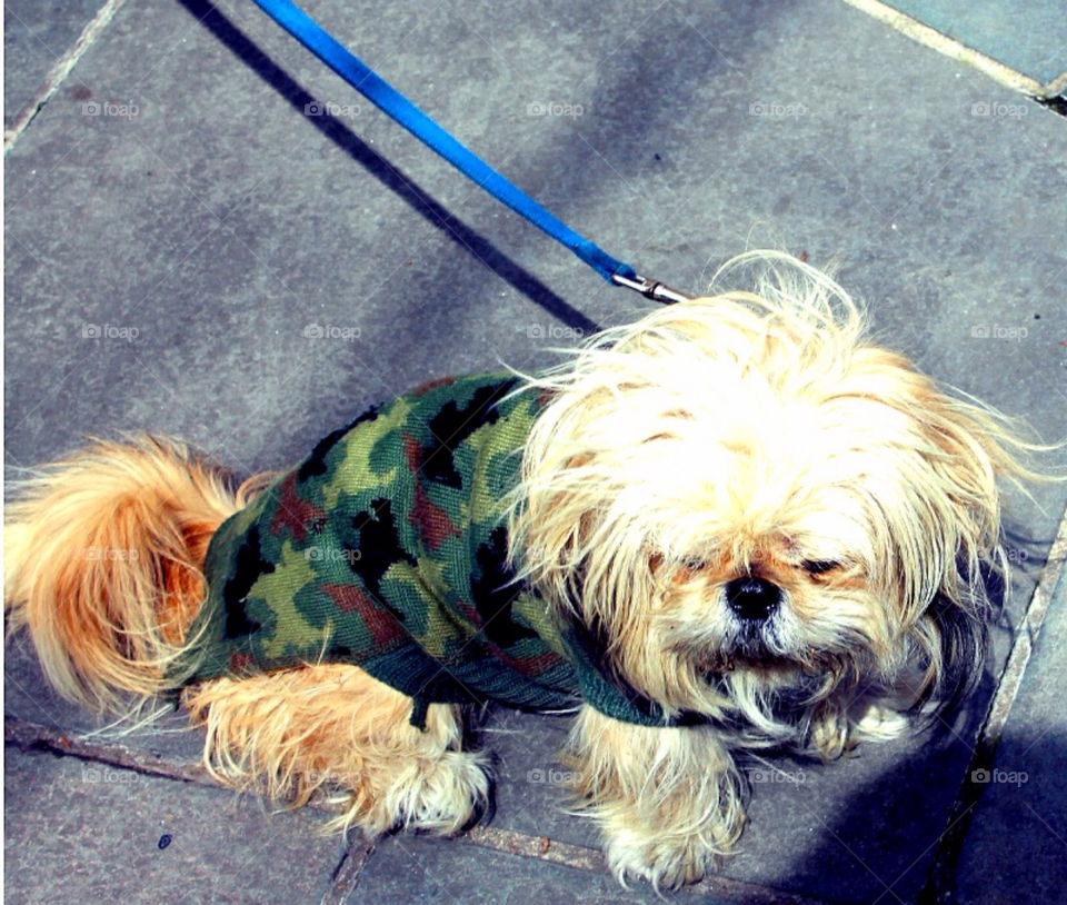 A dog in Greenwich Village