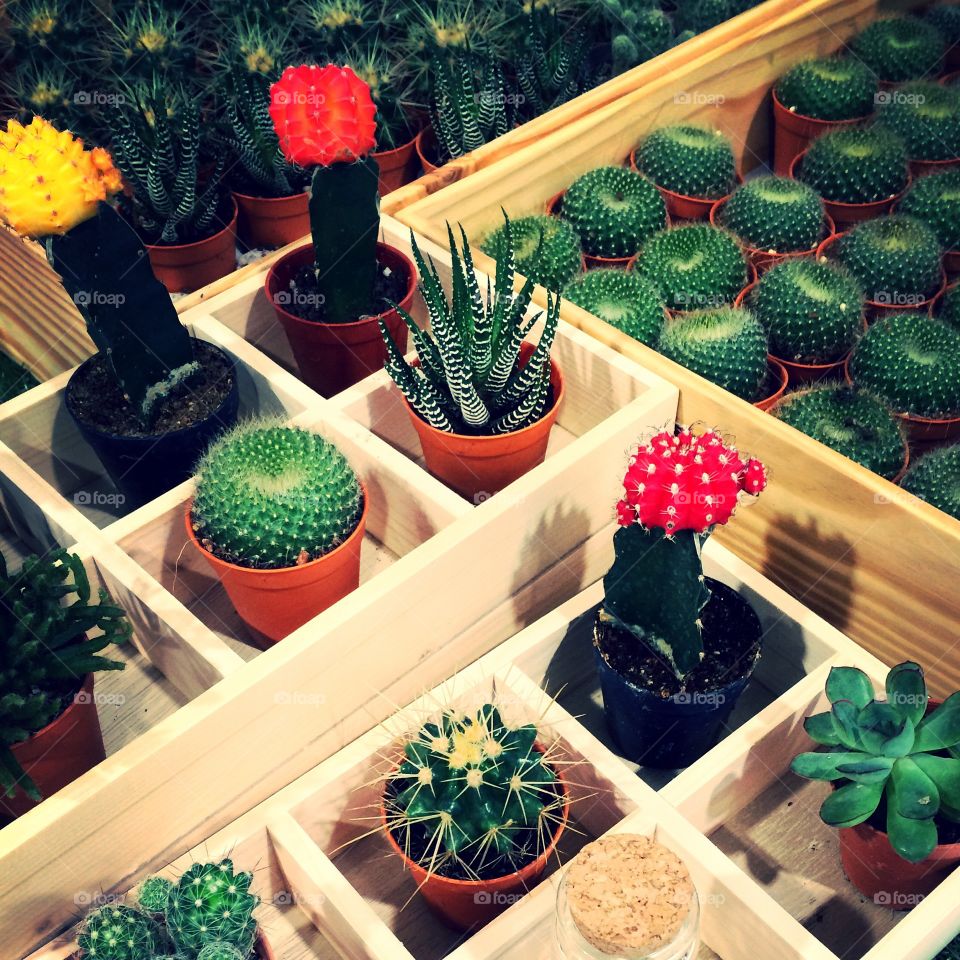 Lovely Cactus. We Love cactus