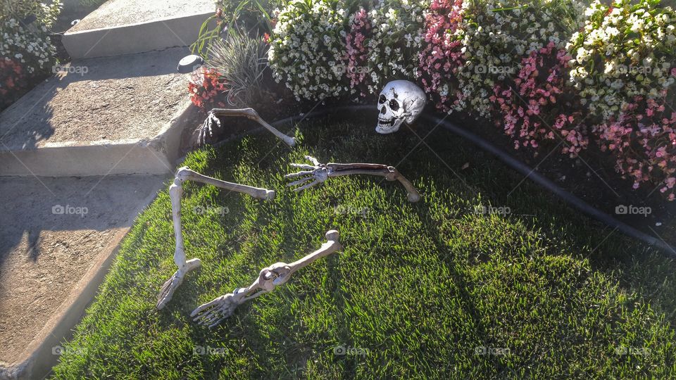 Skeleton on a lawn