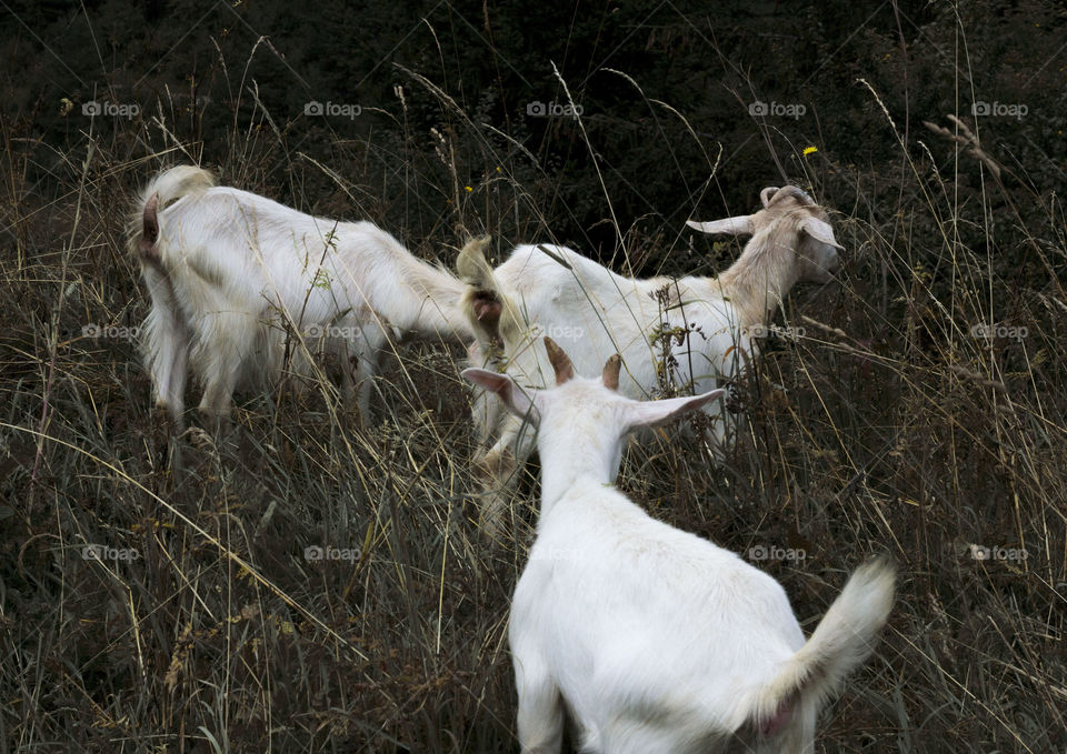 Three goats in the nature