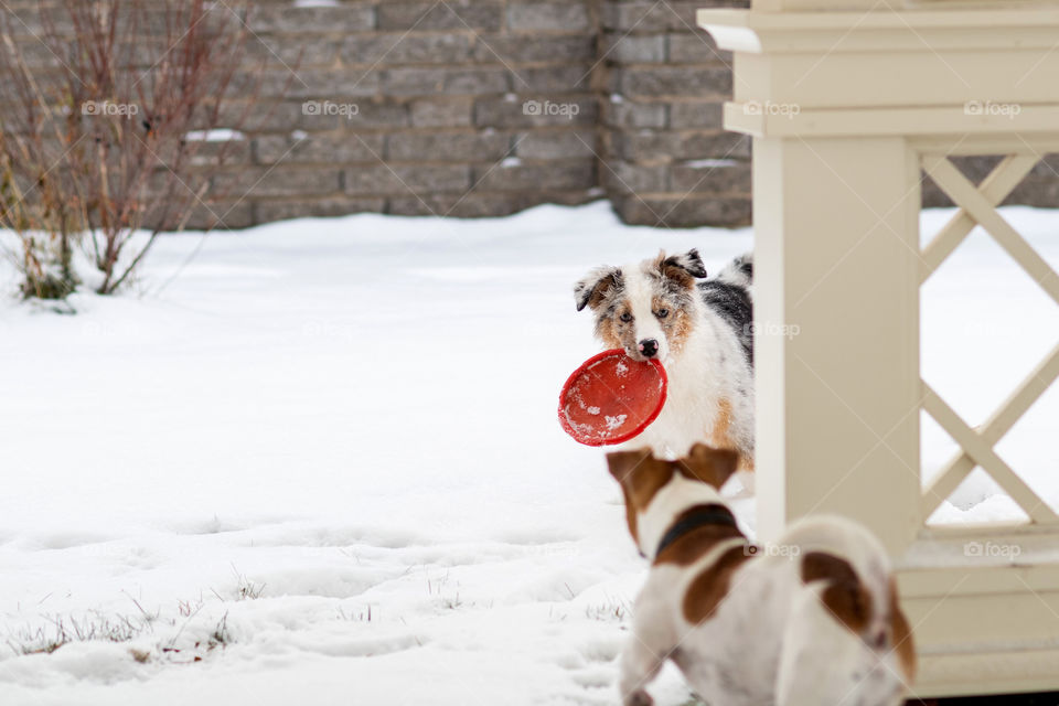 Dogs playing together