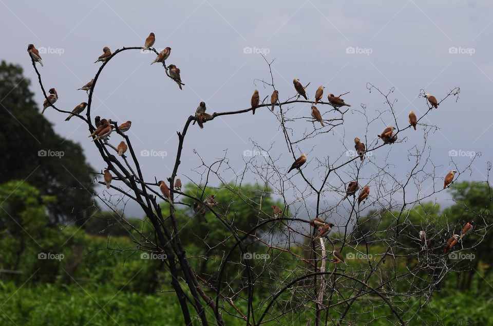 Munia's group . Colonial number of community as well identify as : zebra finch, pale headed munia & scally breasted munia . They're 3 species of. common gatherin when the season of rice field harvest is arriving .