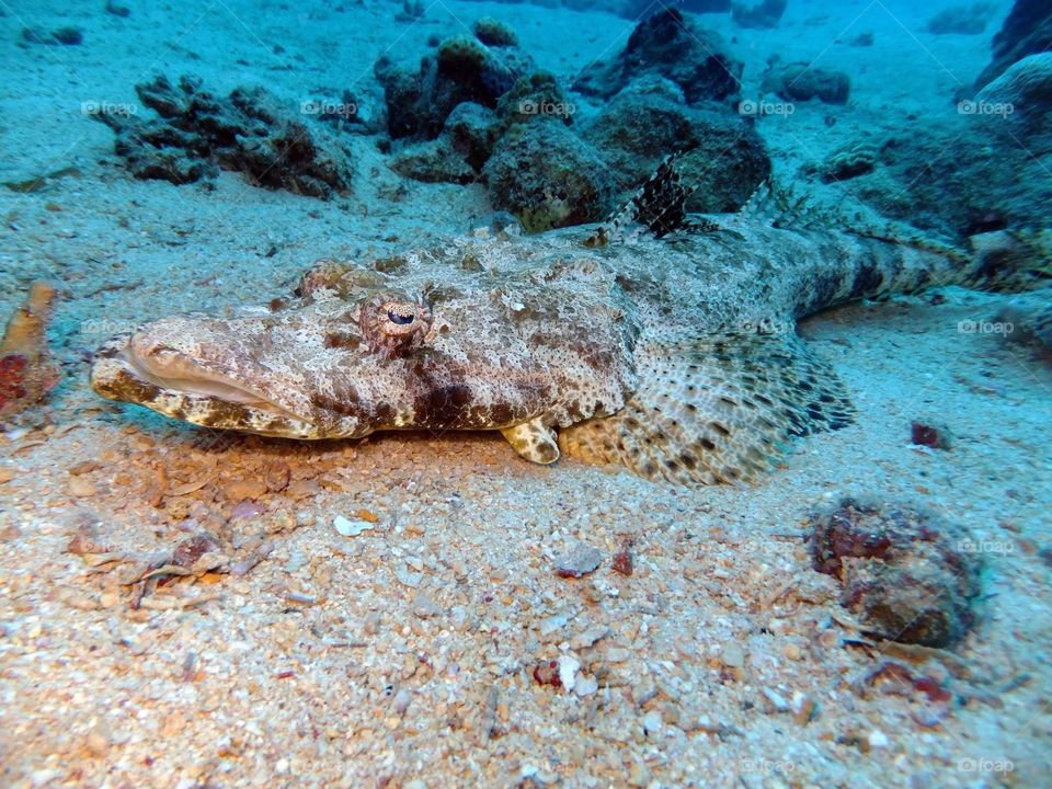 Crocodile fish