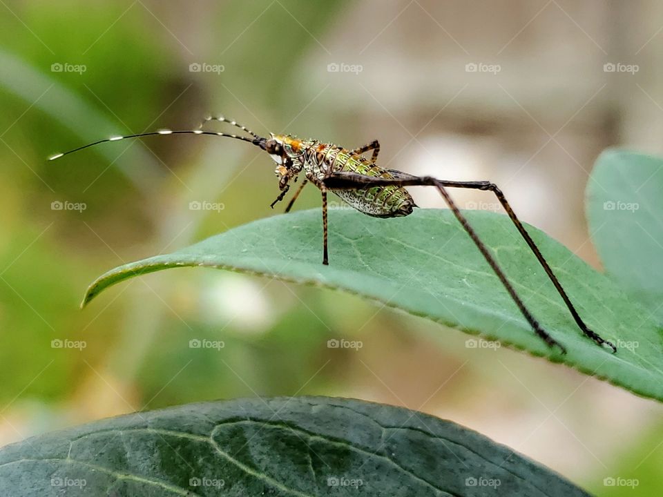 Colorful Scudder's Bush Katydid nymph on a green leaf