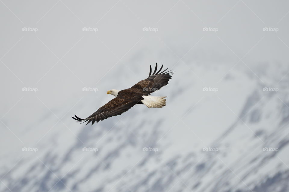 bald eagle