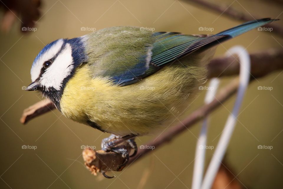 Blue Tit