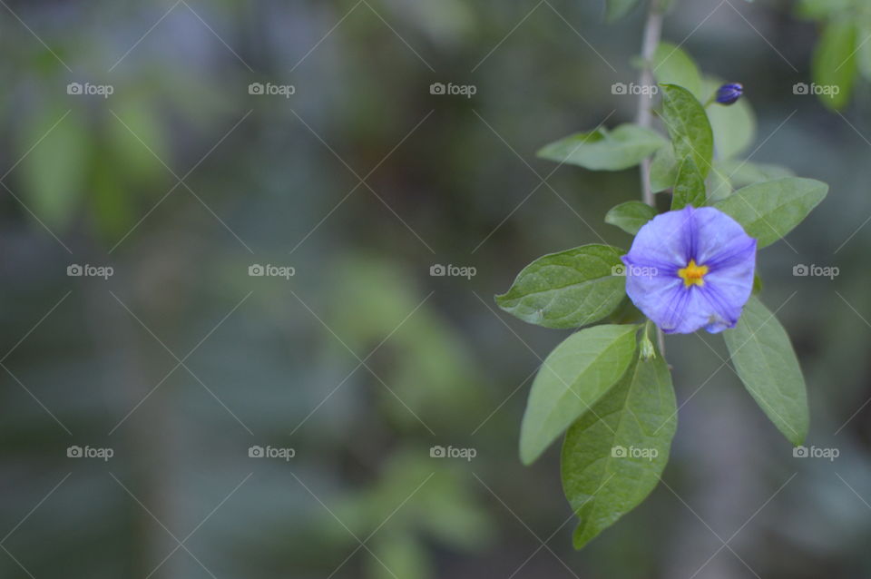 A peaceful and calming pastel coloured lilac flower