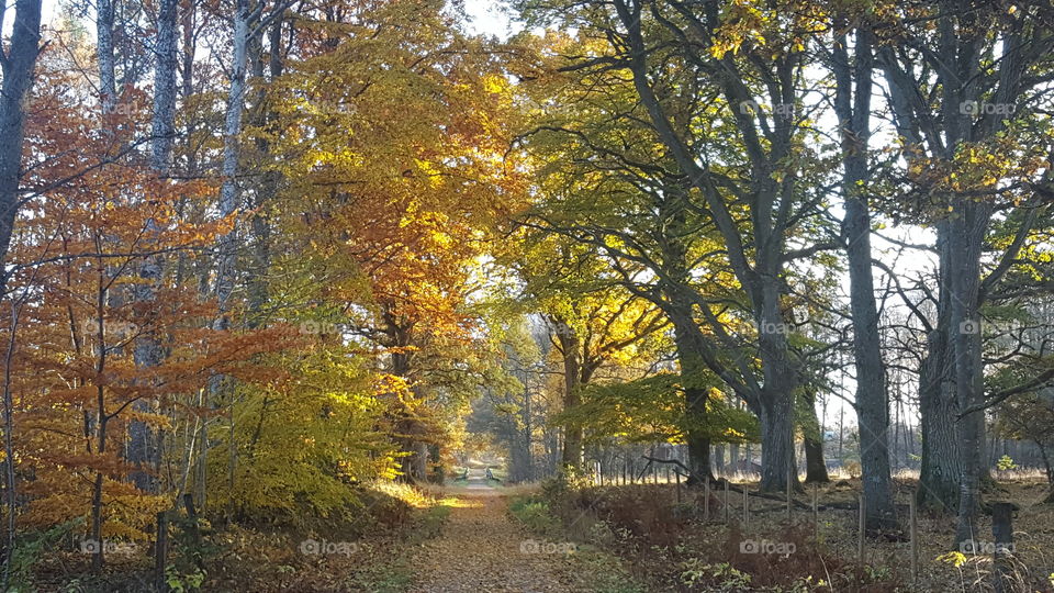 The colors of autumn