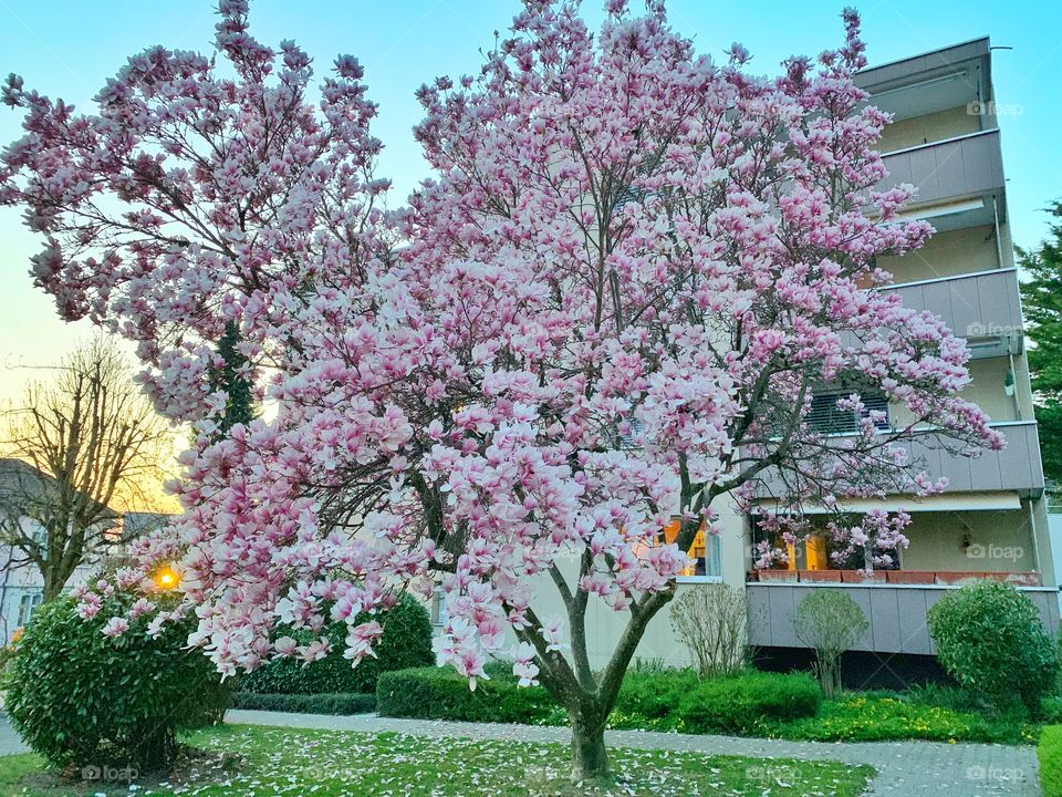 Pink magnolia flowering tree in Switzerland 