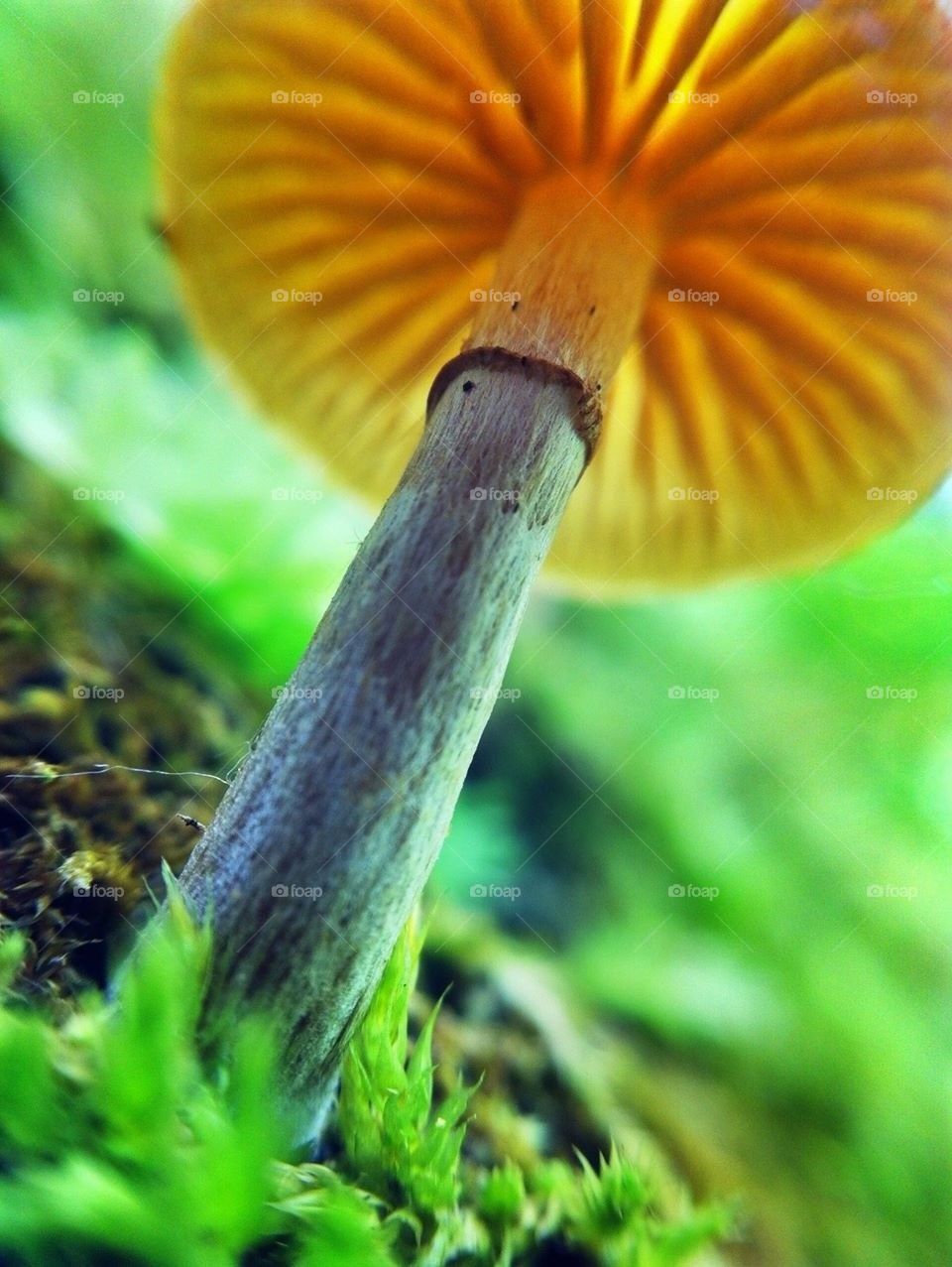 Mushroom