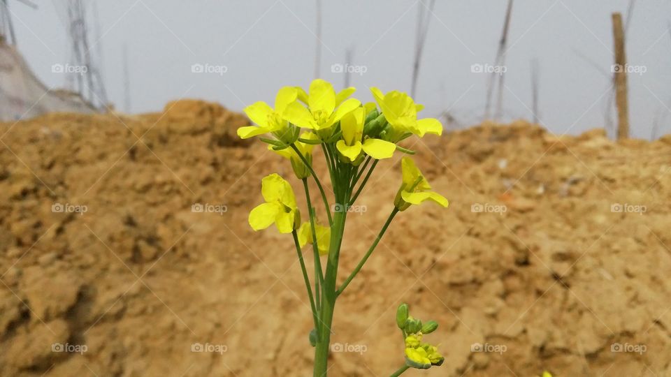 A beautiful scene of mustard flowers in the garden.