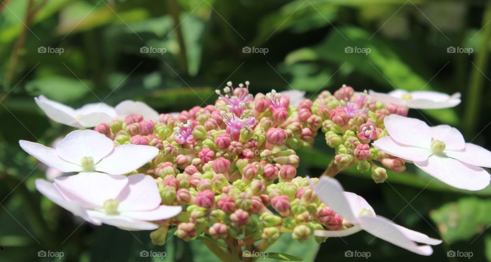 Hydrangea flower in bloom in June