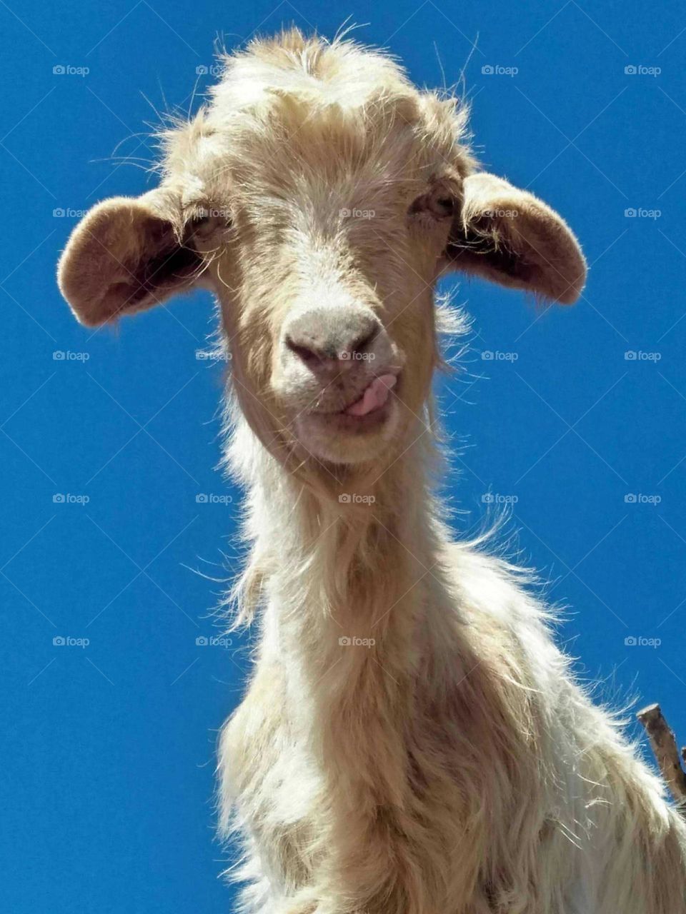 Beautiful white goat looking at camera.