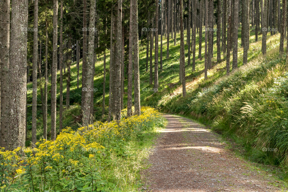 Magical forest