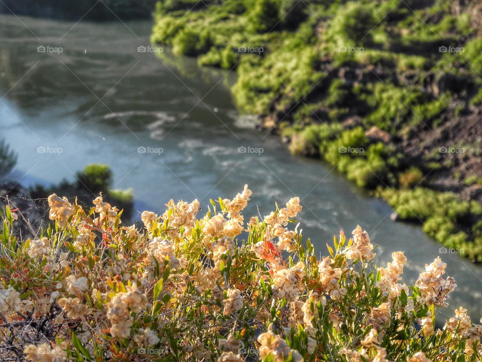 Flowers over River. 