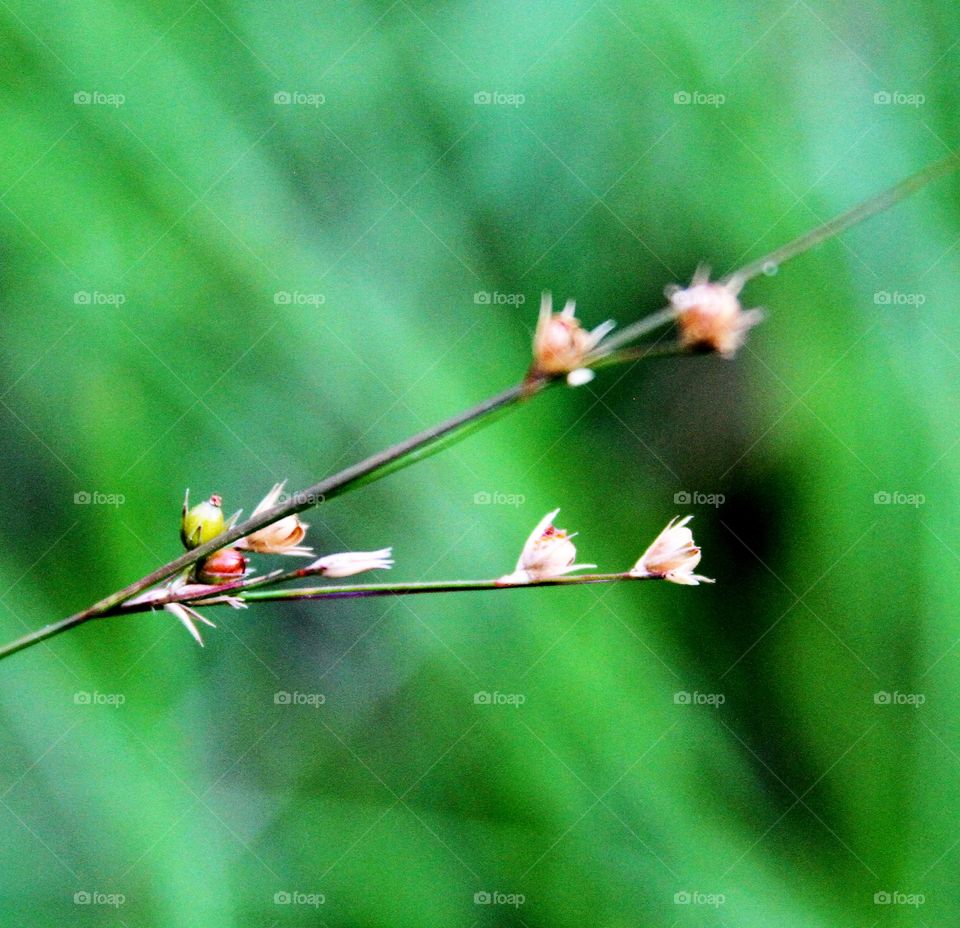 dried flowers backed by lush grass.