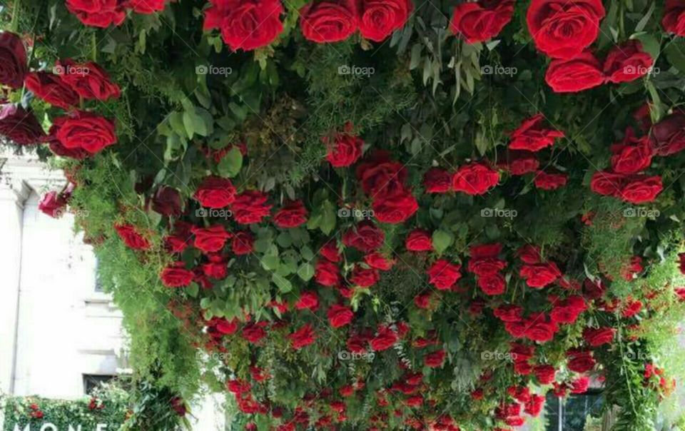 Upside Down Roses