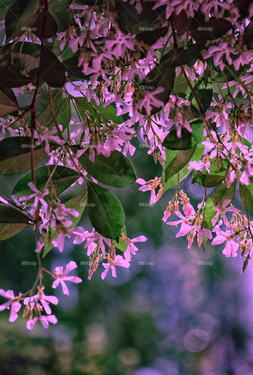 SPRİNG FLOWERS