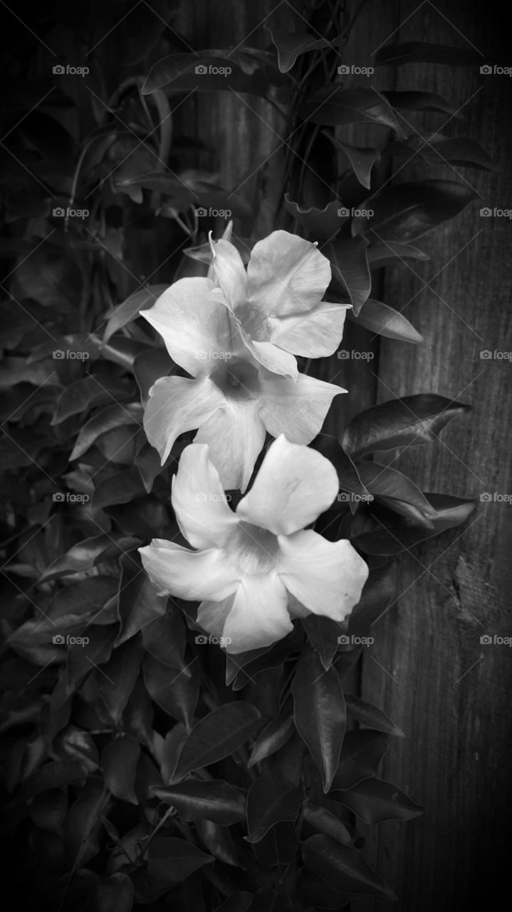 vine flowers grayscale