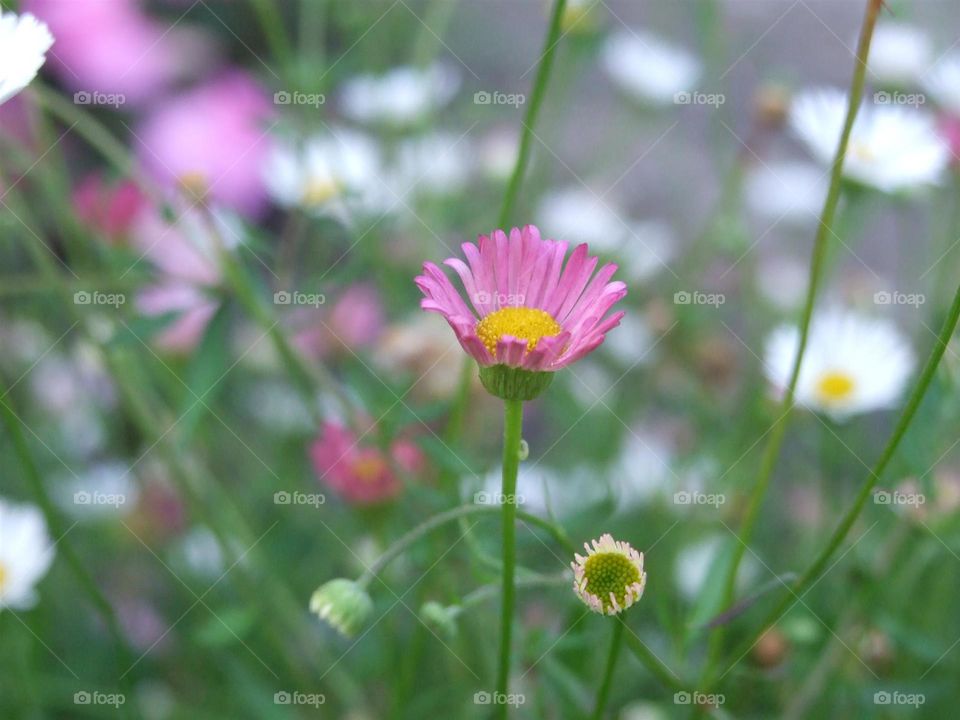 Mini pink flower
