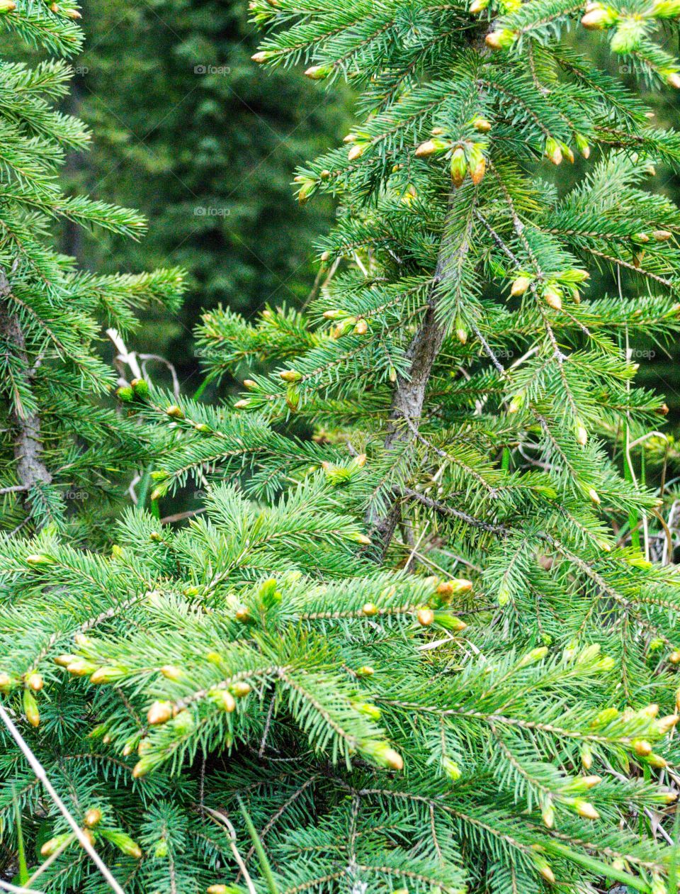 Evergreen trees conifers in Canada's Rocky Mountains closeup 