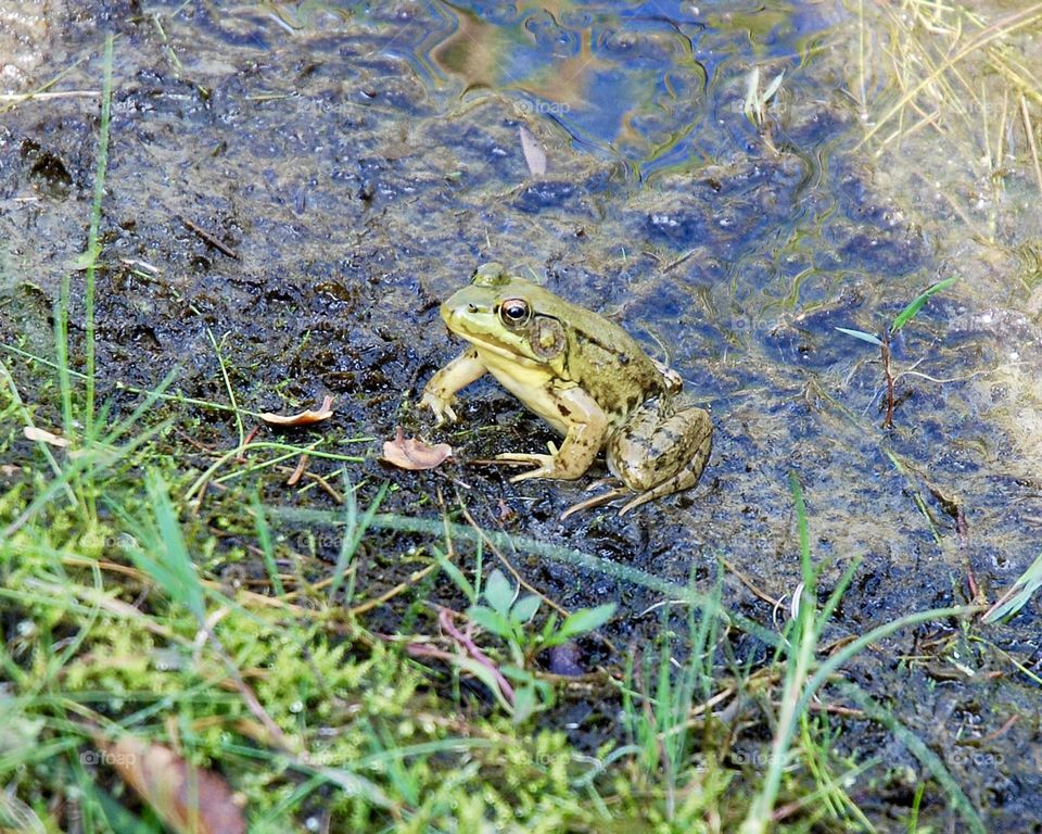 Northern green frog in New England USA