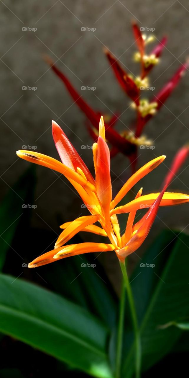 Heliconia psittacorum is a species of flowering ornamental plant native to the Caribbean and South America