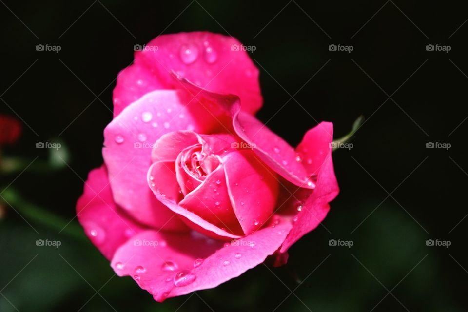 rose with drops