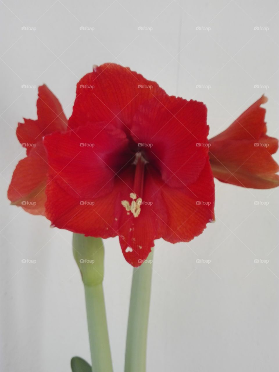 Amaryllis