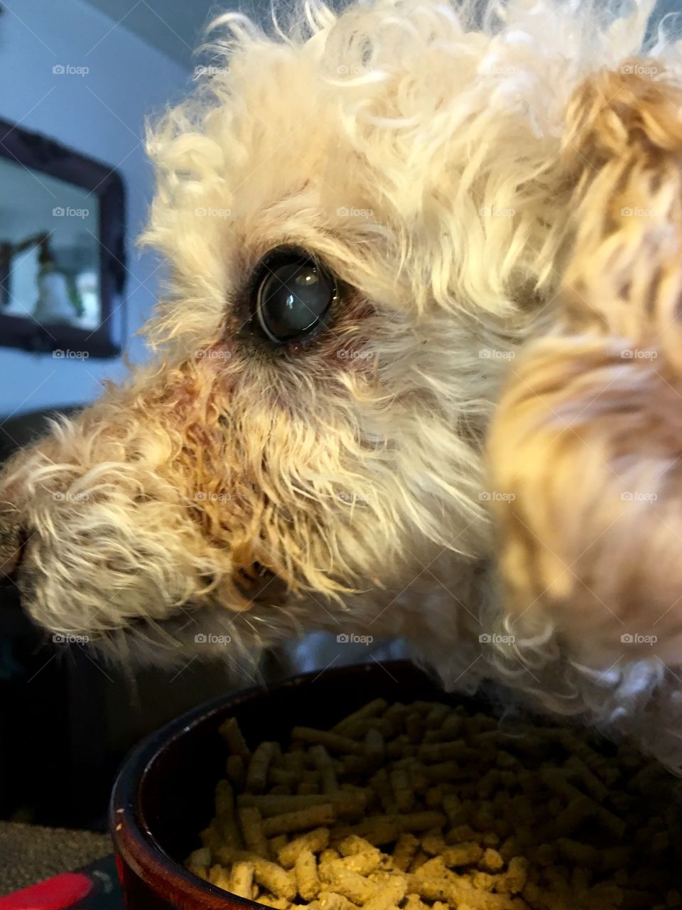Close Up of Apricot Poodle in Profile
My poodle was eating & then went to that "dark place" he goes too at times from abuse (before we rescued him). I caught him protecting his BilJack dry food from my hubby by staring him down! It's more of a game now with us! 🐾