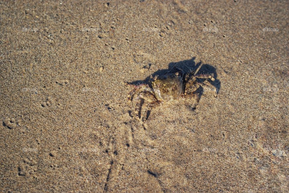 It's A Crab!