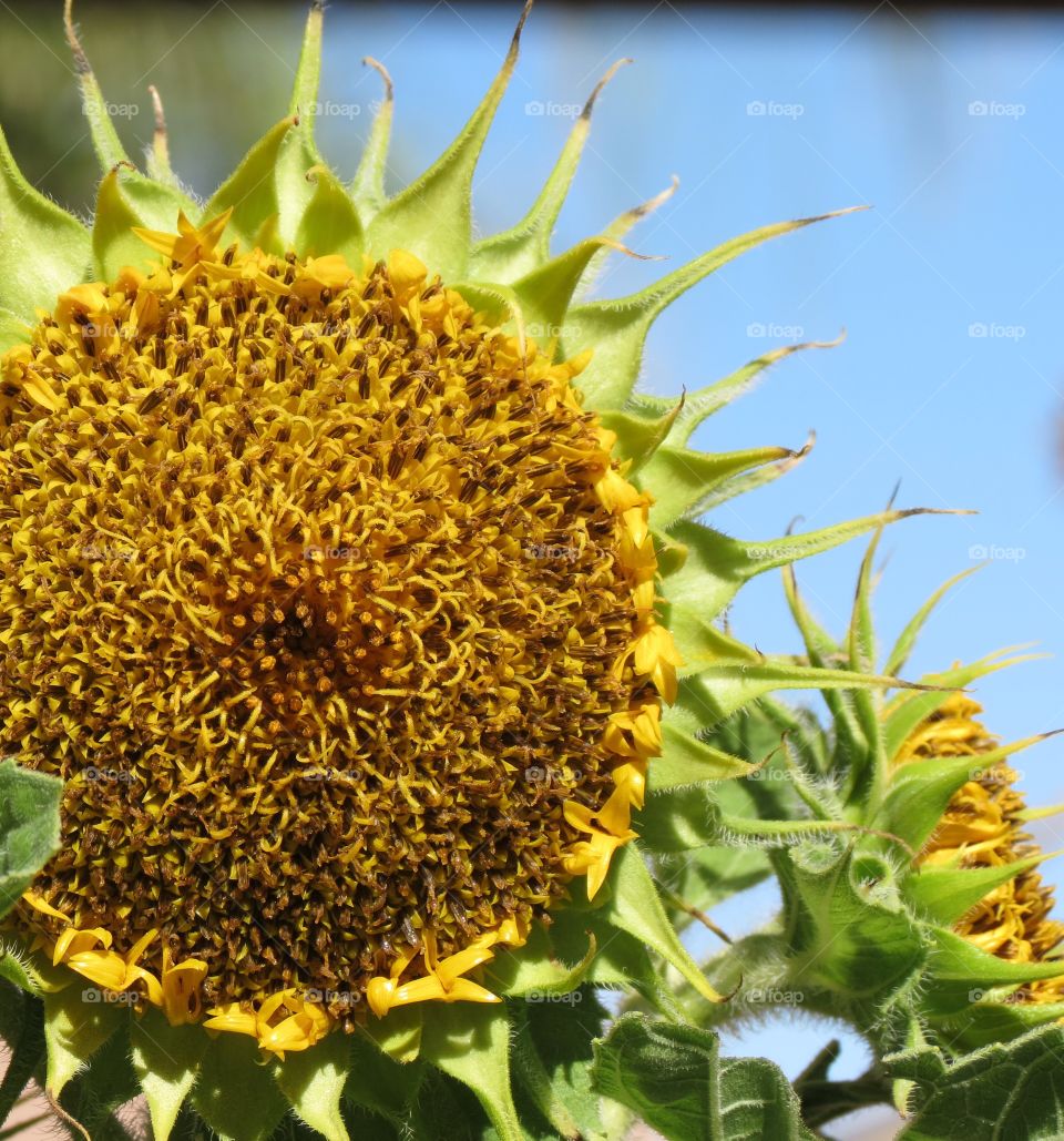 Teddy bear sunflower