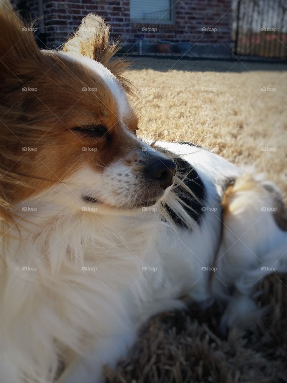 Papillion Enjoying the Sun