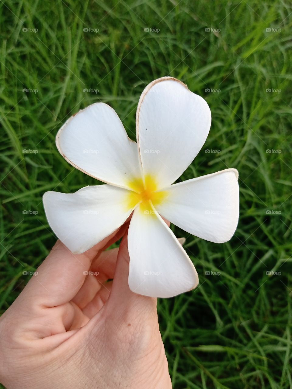 Beautiful Plumeria Flower