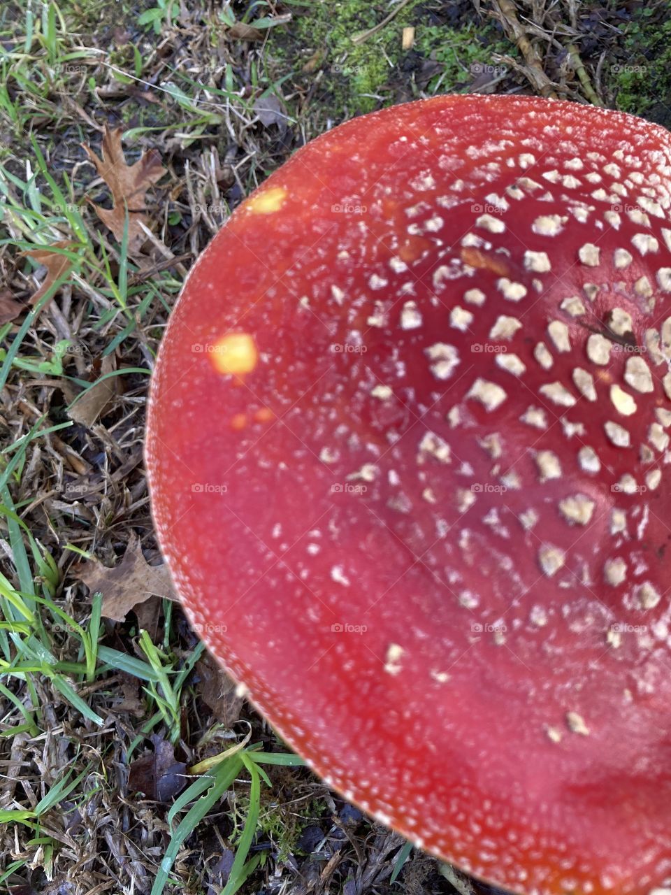 Fairy Toadstool