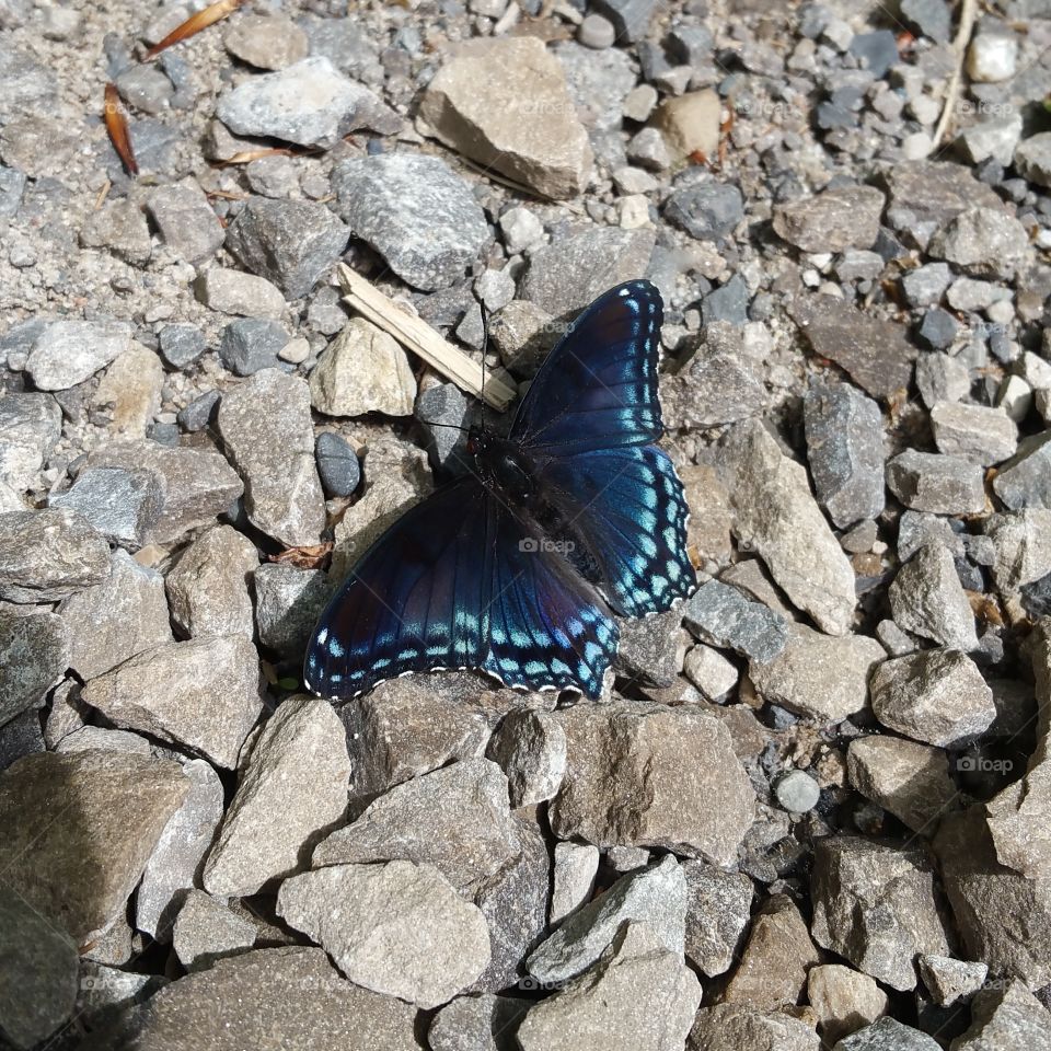 butterfly blue stones