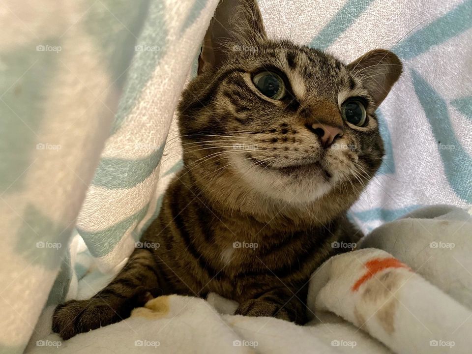 A brown tabby cat sitting under a blue and white fleece blanket 