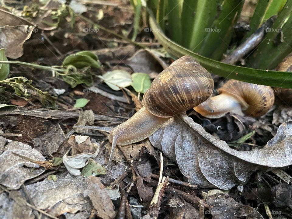 Snail