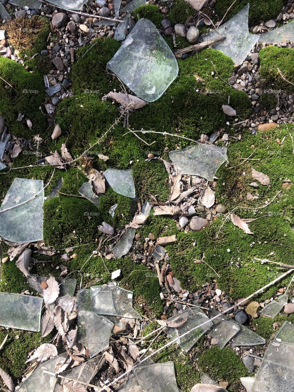 Glass and moss on the ground