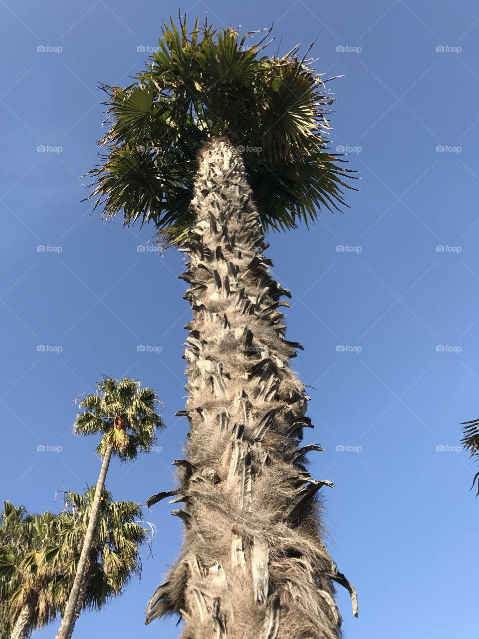 Californian palm trees
