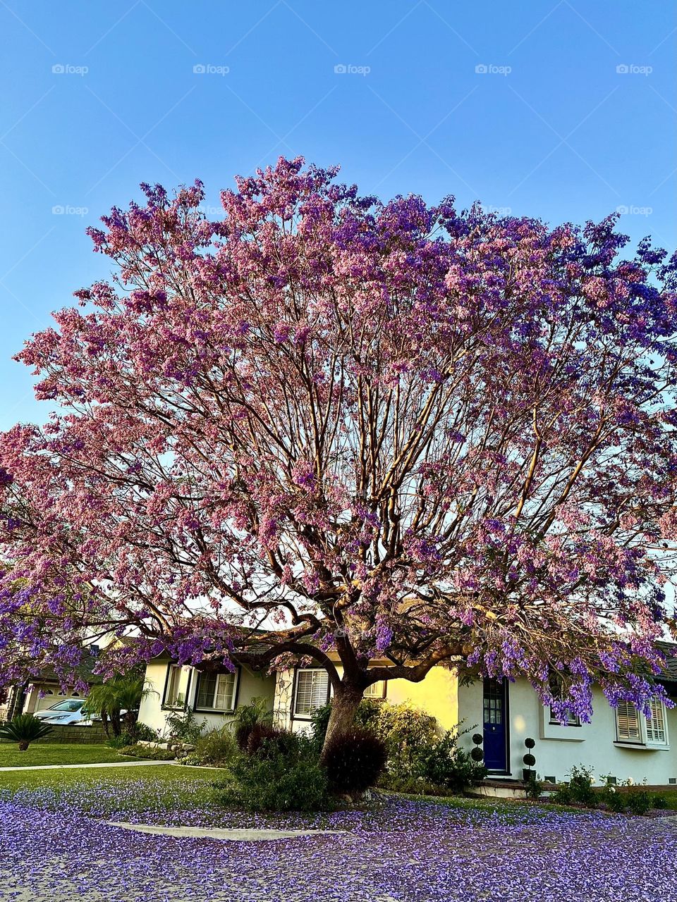 Jacaranda Tree