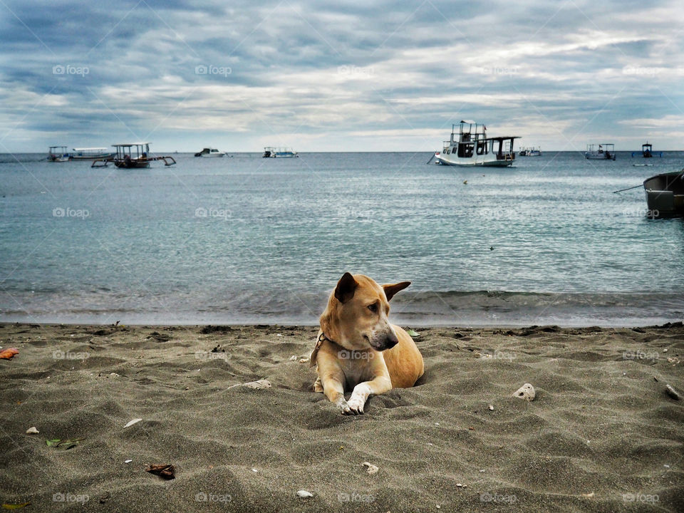 Dog on the beach 