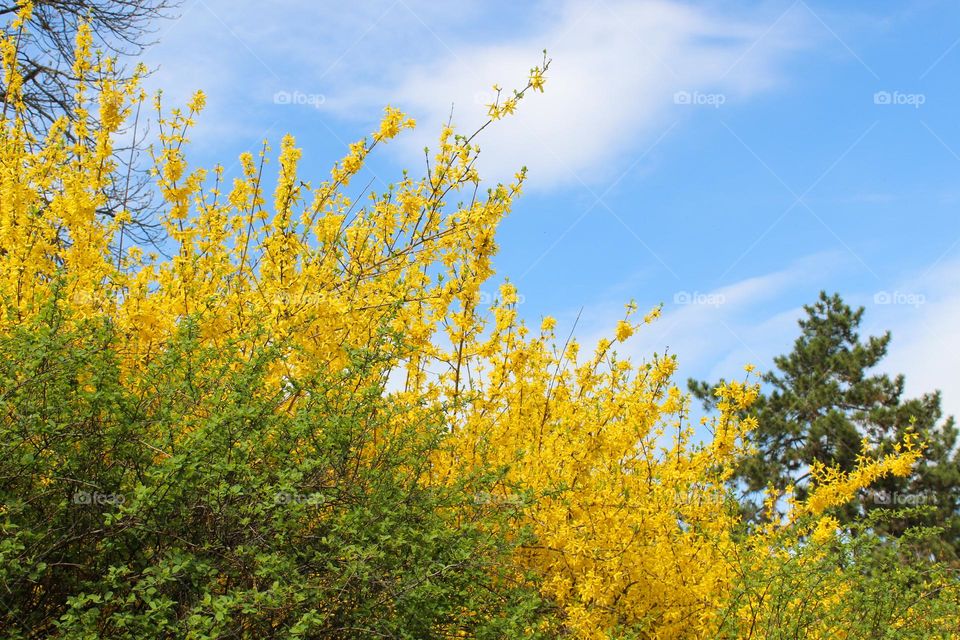 Forsythia is the harbinger of spring,  a bush with countless golden yellow flowers