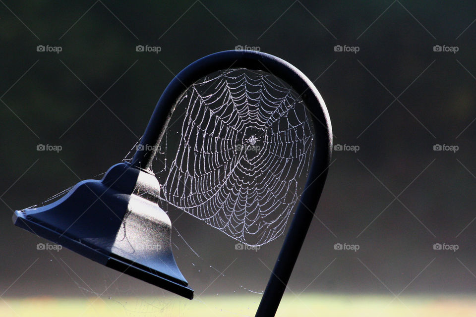 Spider web light. A spider web built in the arch of a small light