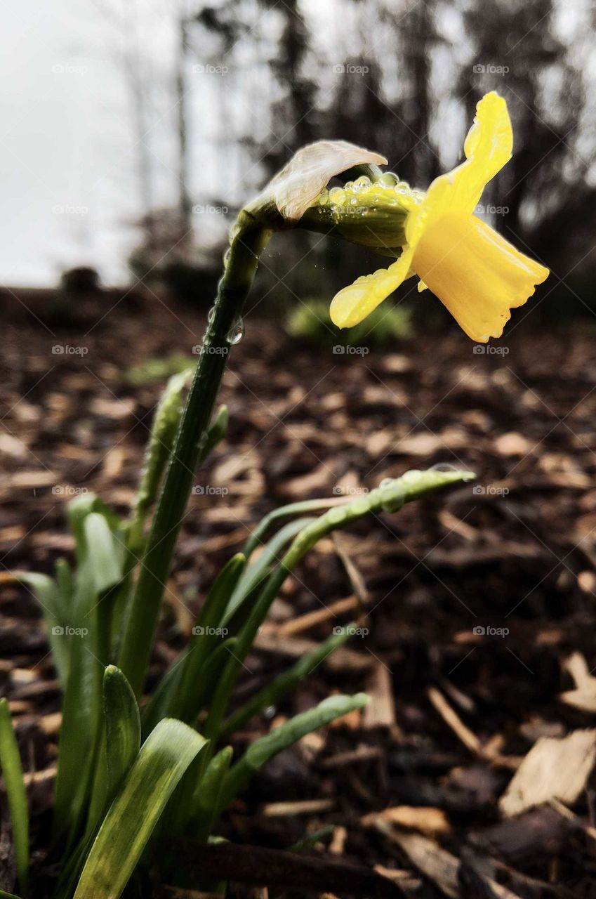 daffodil yellow