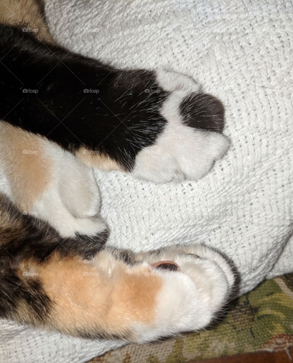 Three Cat Paws