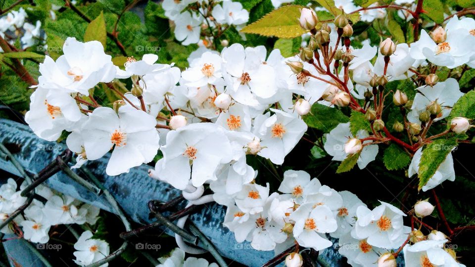 Flower, Leaf, Flora, Garden, Nature